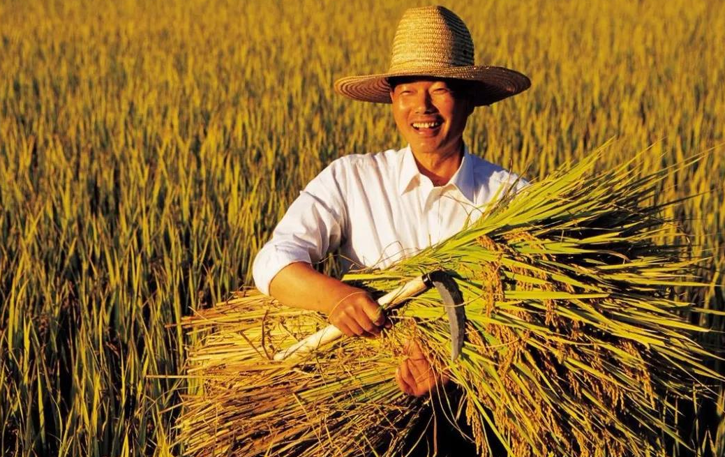 粮食生产率不足中国50为何印度能大量出口我国却满世界买粮