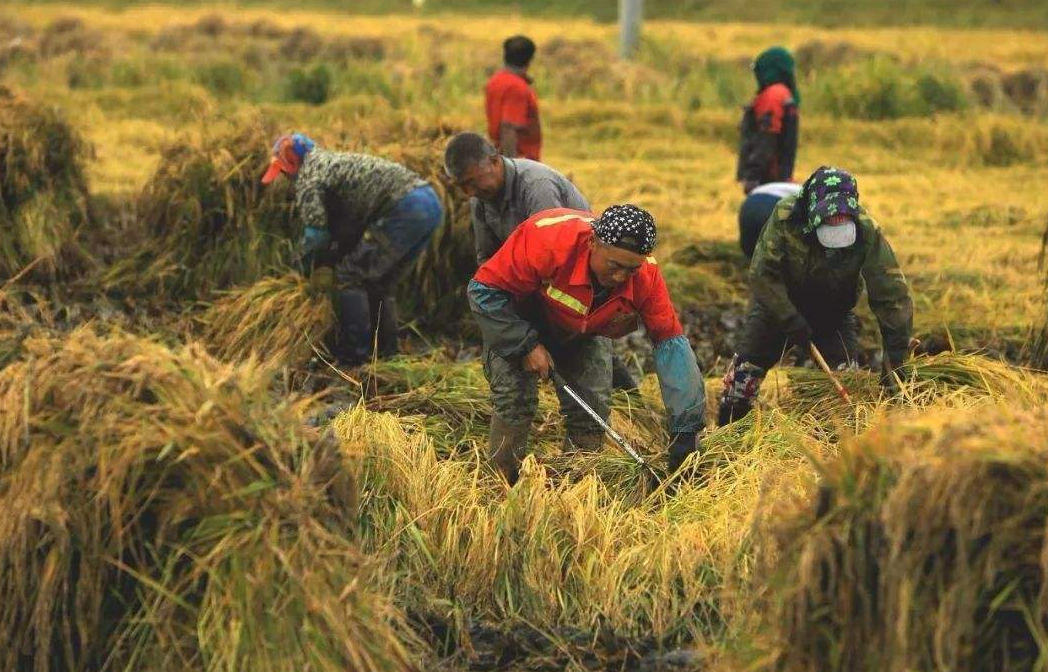粮食生产率不足中国50为何印度能大量出口我国却满世界买粮
