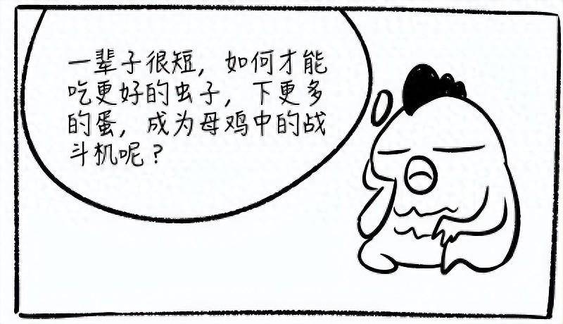 用一个母鸡的故事就把中国股市讲明白了送给正在股市挣扎的散户