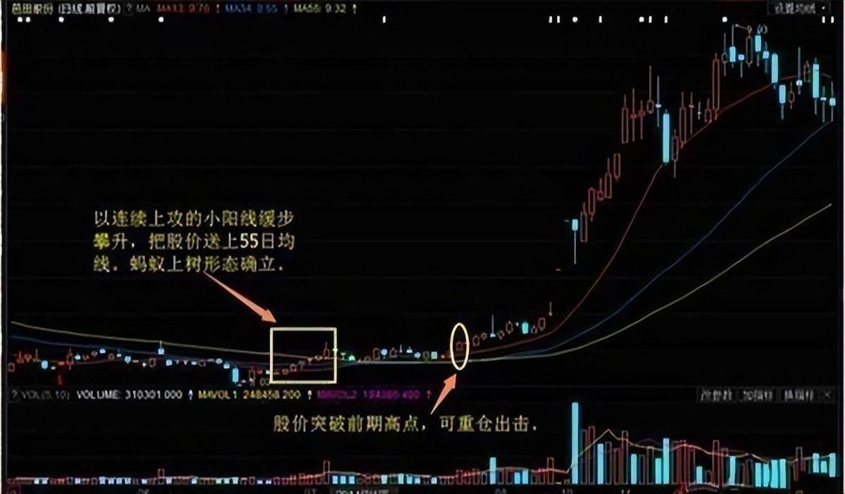 炒股16年从亏损900w到炒股养家只因坚持蚂蚁上树不败战法