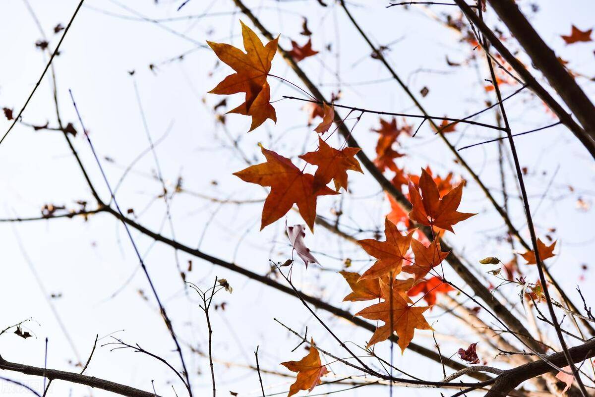 筹码之下没有秘密真正的高手一眼看清筹码分布知晓主力行为