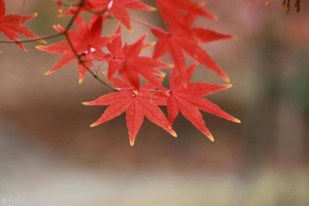 一位顶尖交易员的操盘箴言不妨试试筹码集中度达12选股法