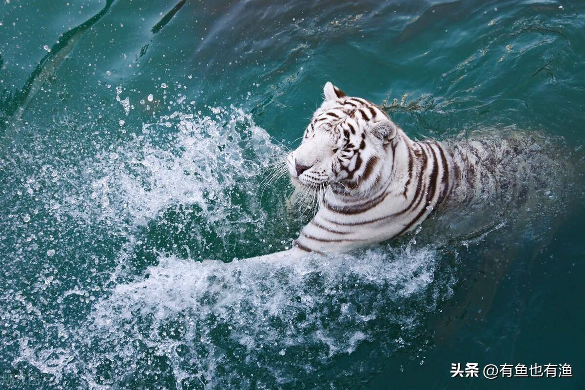 顶级操盘手的肺腑独白越简单的方法越赚钱,点醒股市还亏损的散户
