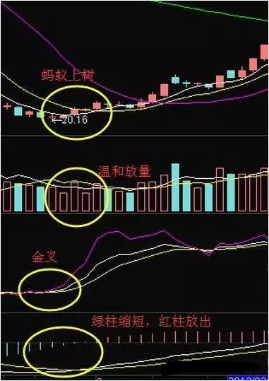 炒股秘籍实战性很强的蚂蚁上树选股方法财源滚滚来