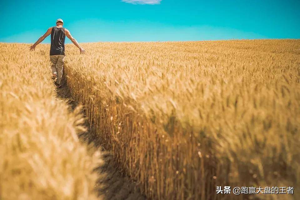 为什么大家都这么关心一号文件？