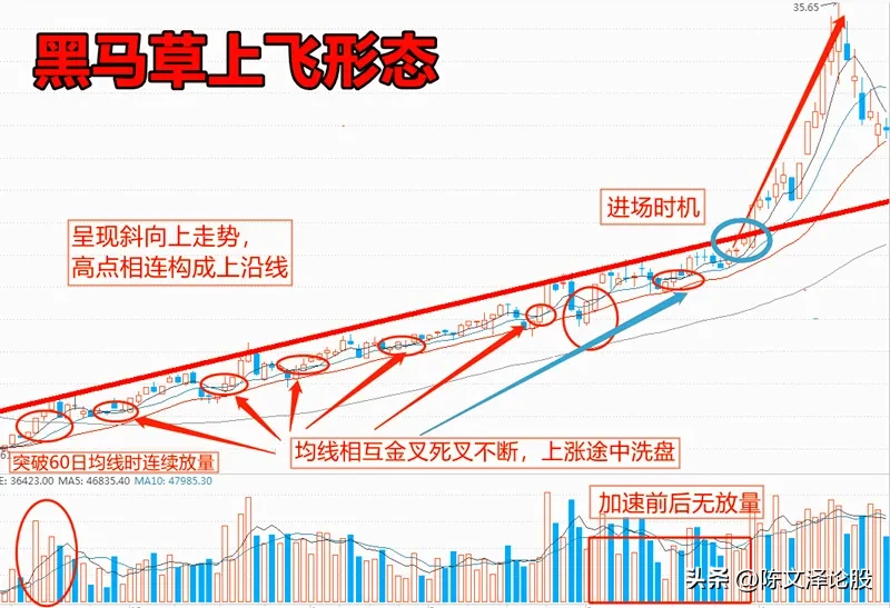 黑马草上飞形态