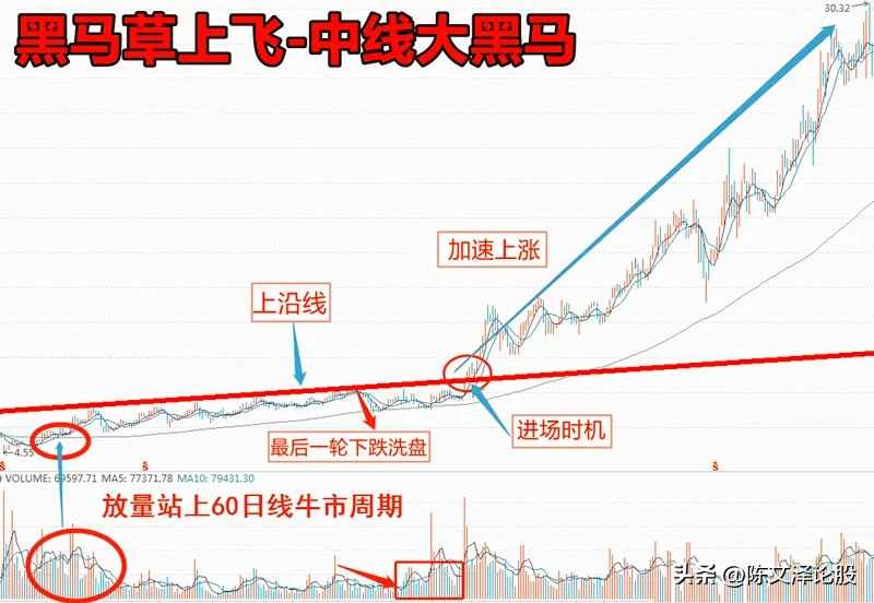 黑马草上飞形态