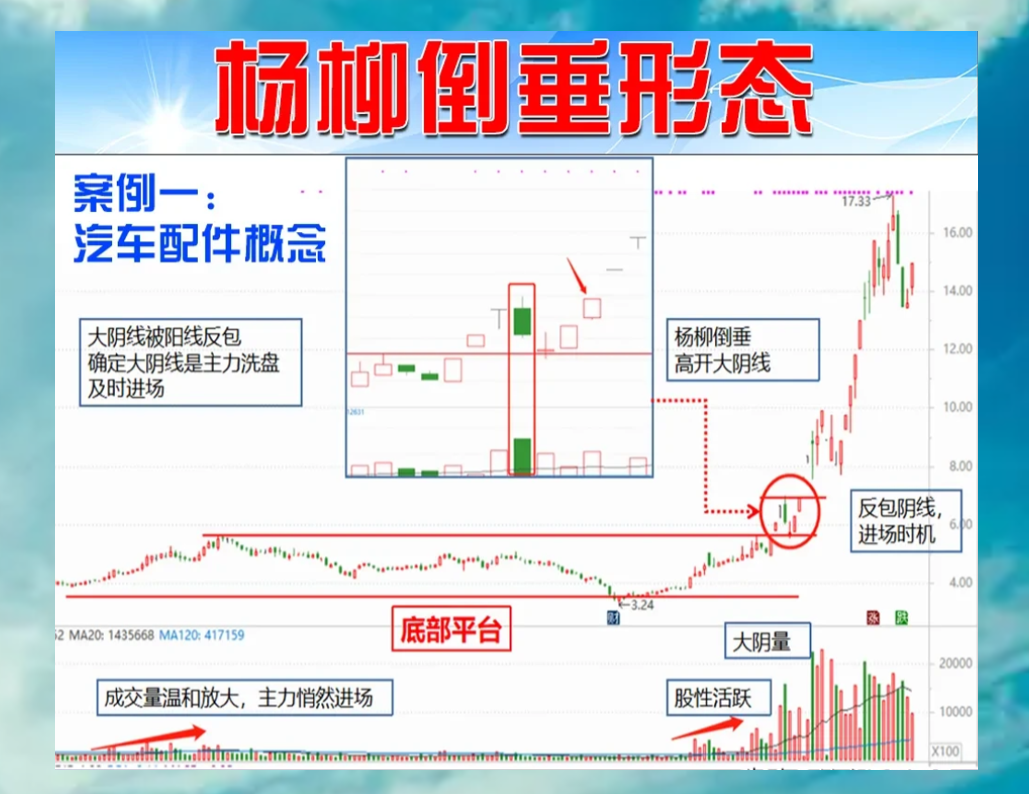 “杨柳倒垂”形态