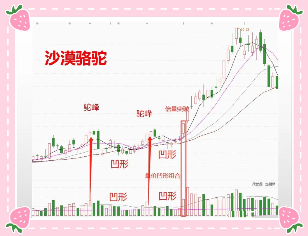炒漠骆驼形态