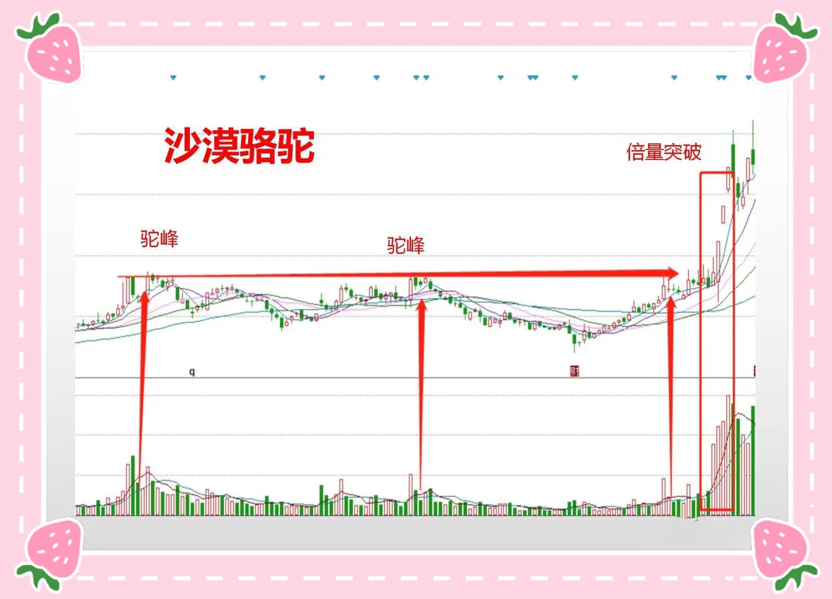 炒漠骆驼形态