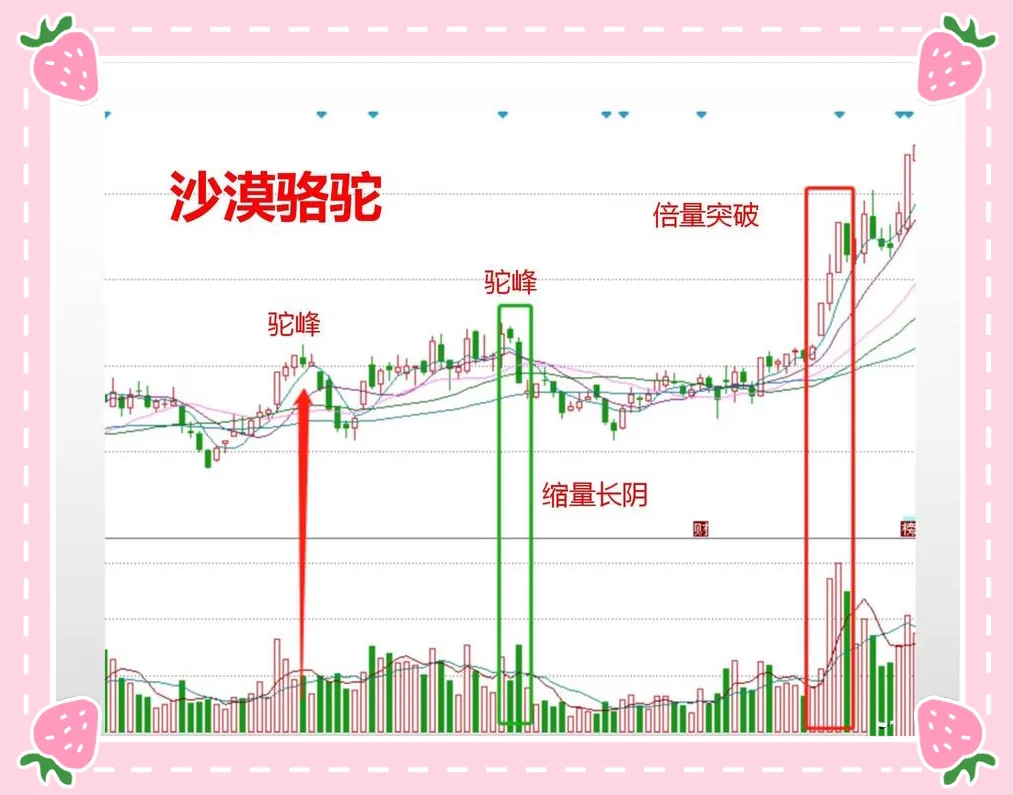 炒漠骆驼形态