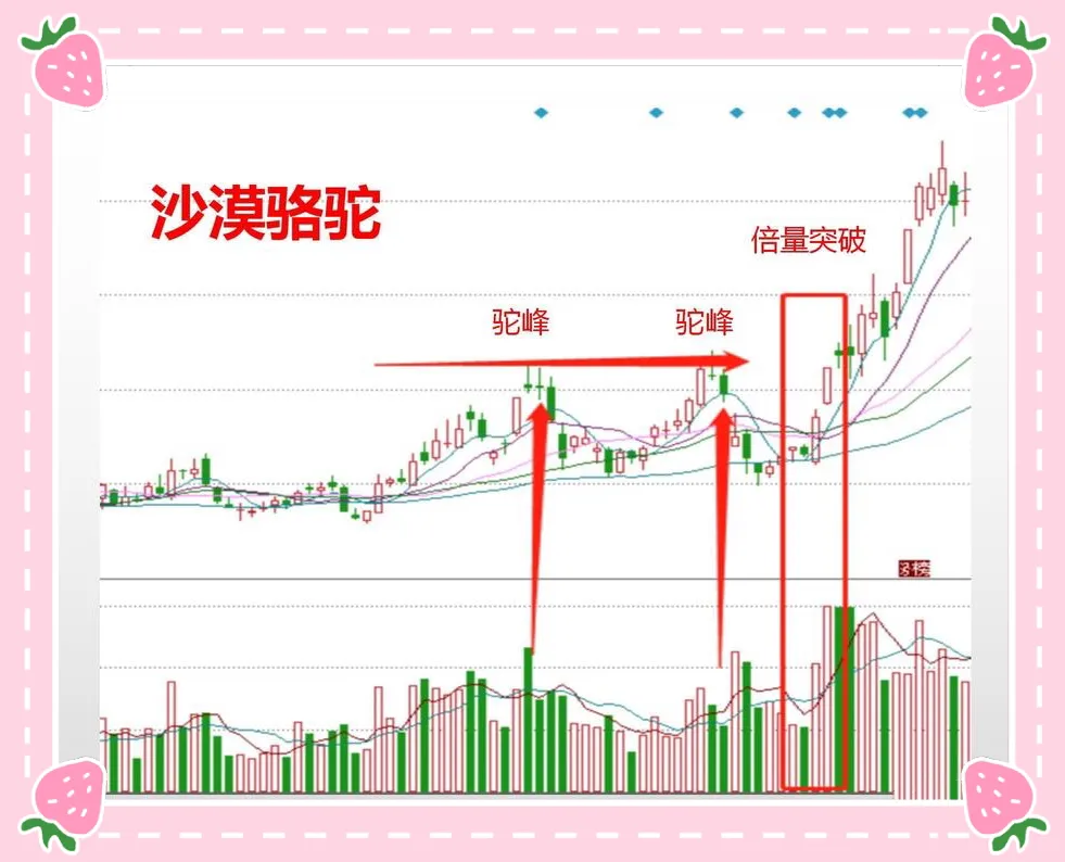 炒漠骆驼形态