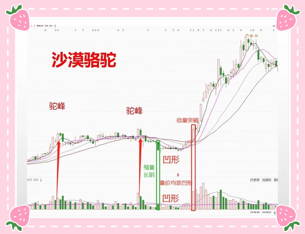 炒漠骆驼形态