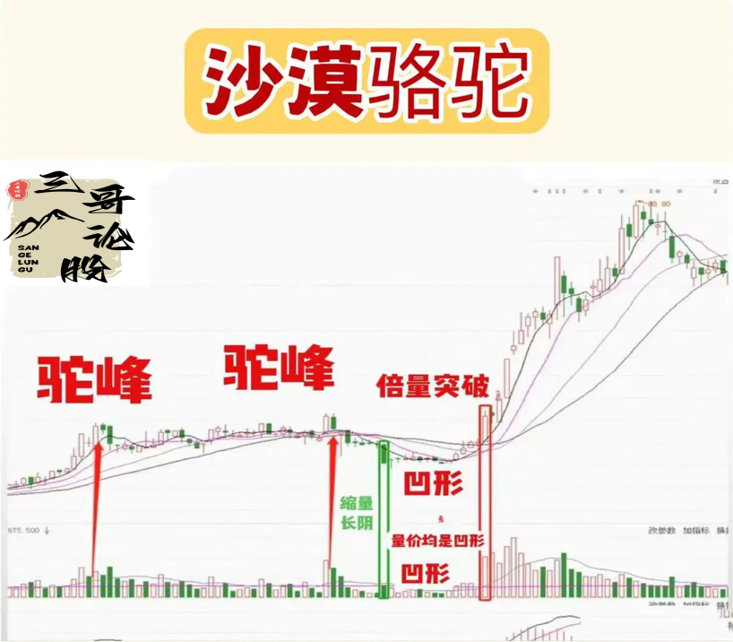 沙漠骆驼