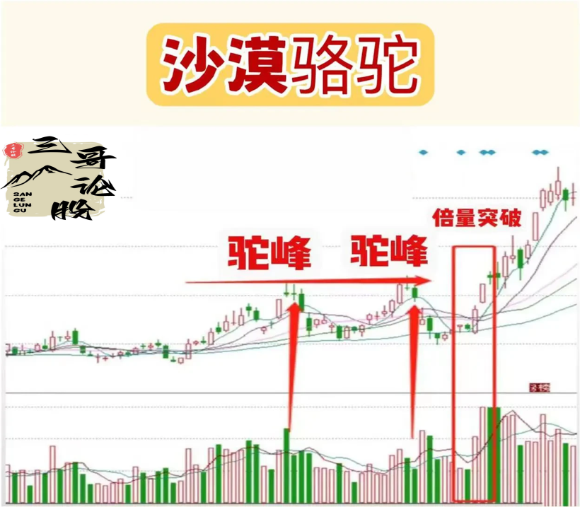 沙漠骆驼
