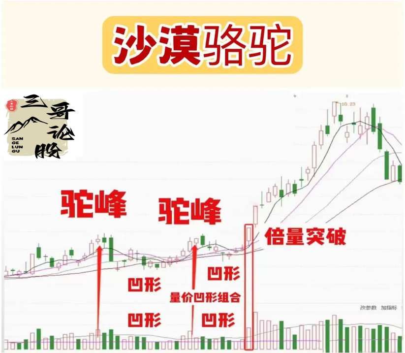 沙漠骆驼