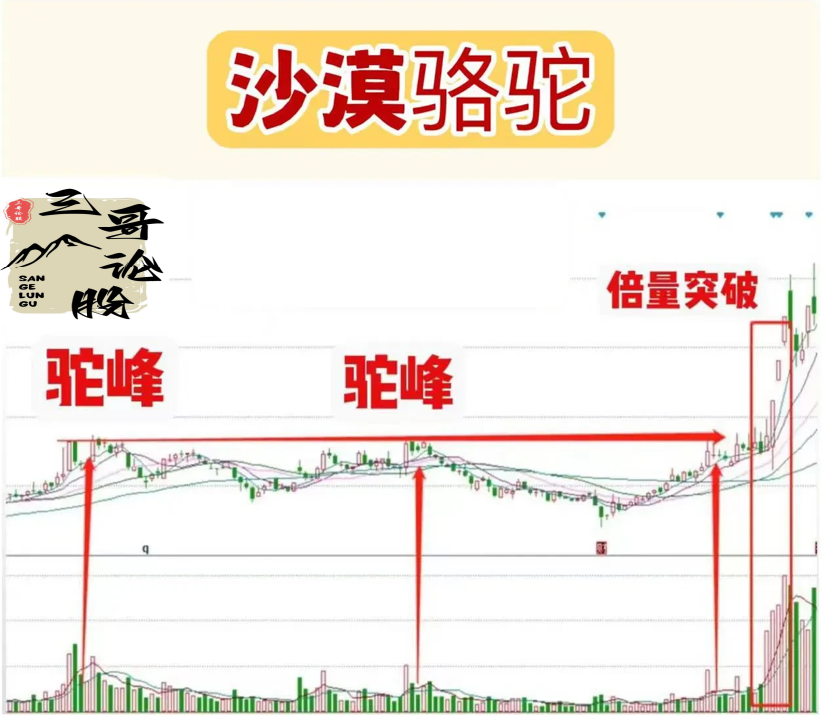 沙漠骆驼