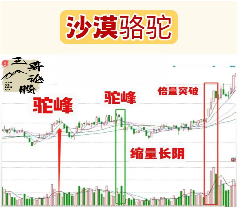 沙漠骆驼
