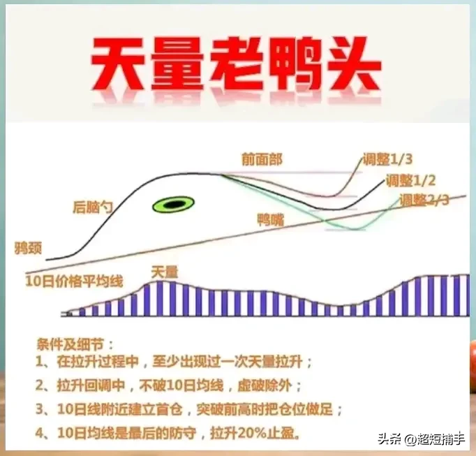 “老鸭头”形态