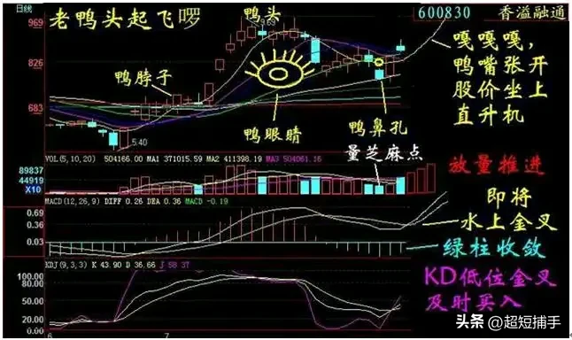 “老鸭头”形态