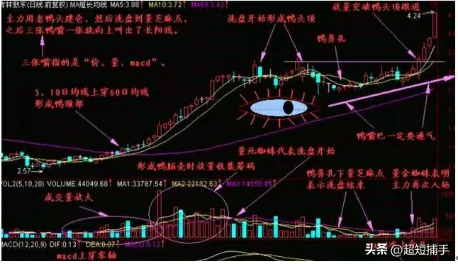 “老鸭头”形态