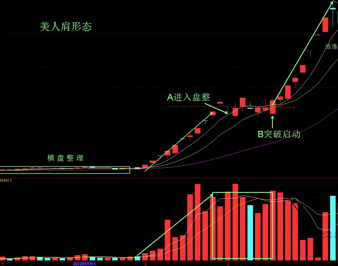 美人肩形态