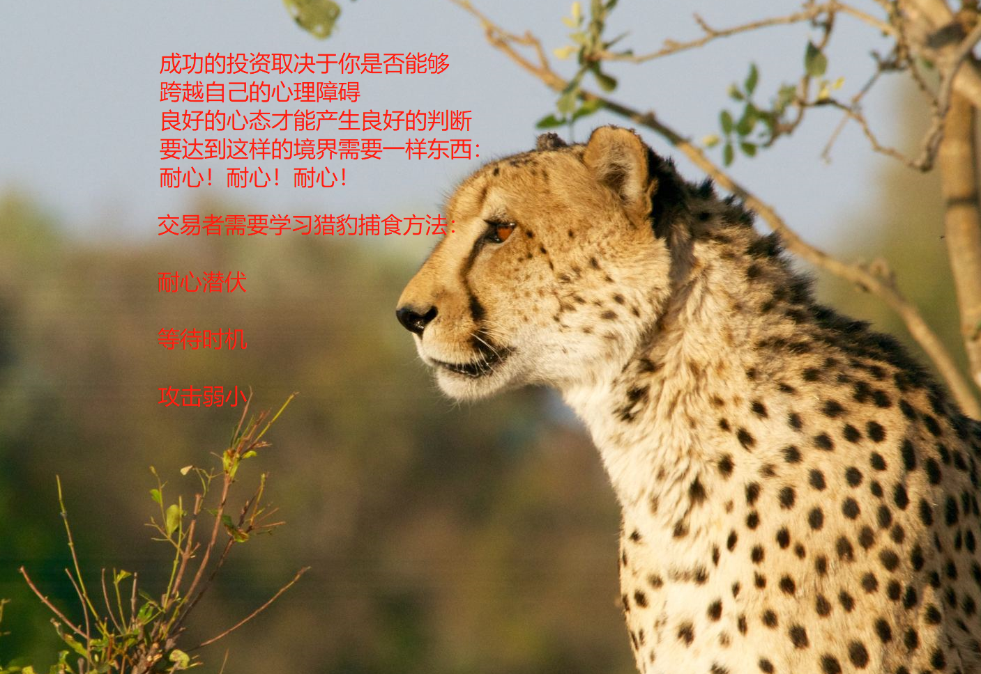 交易时机的选择跟随最强击其最弱