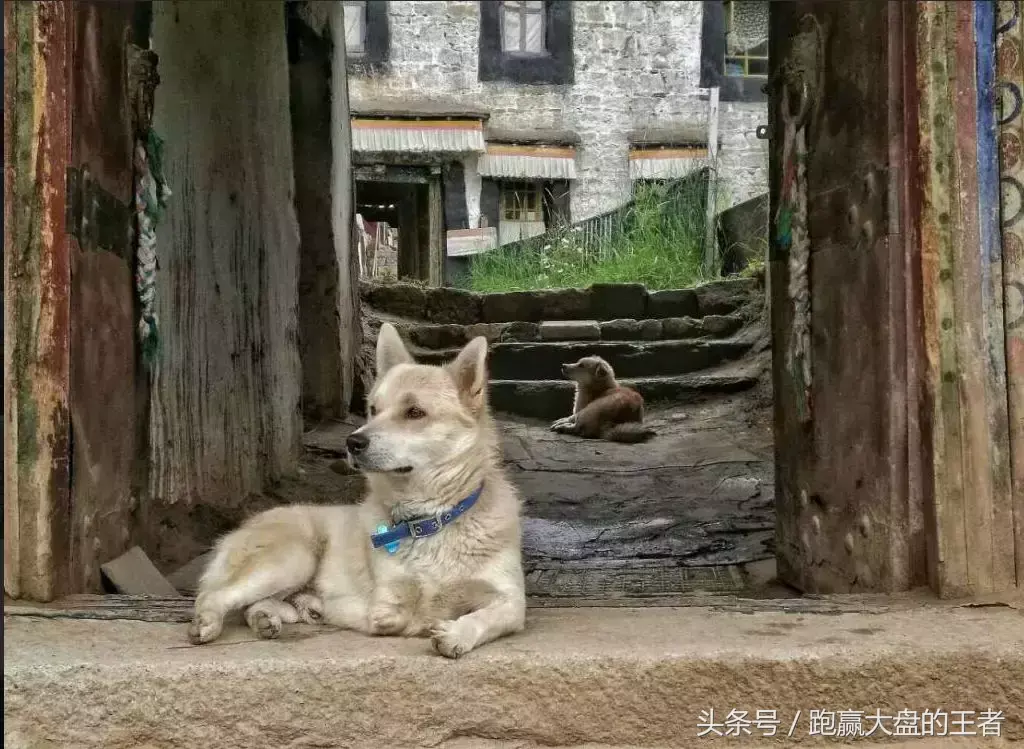 踏空者要珍惜假闪崩假利空买股良机!