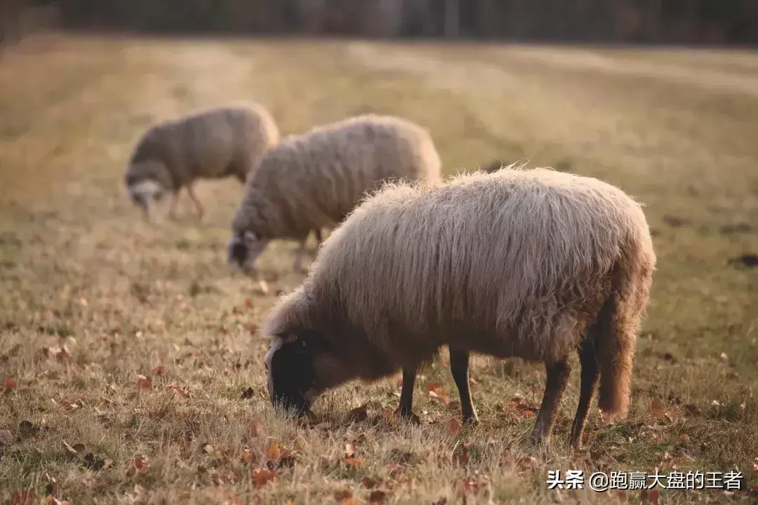 面对羊群你想猎杀？还是放养？