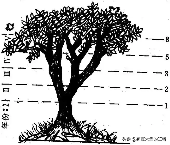 王者过顶擒龙节选斐波那契数列与黄金分割在炒股中的应用
