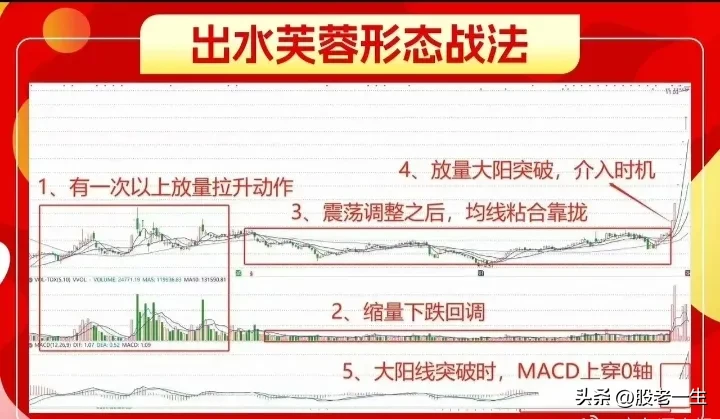 出水芙蓉形态技术要点
