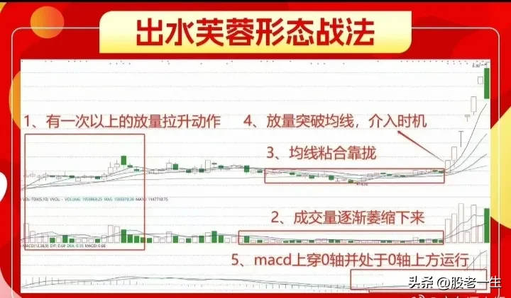 出水芙蓉形态技术要点