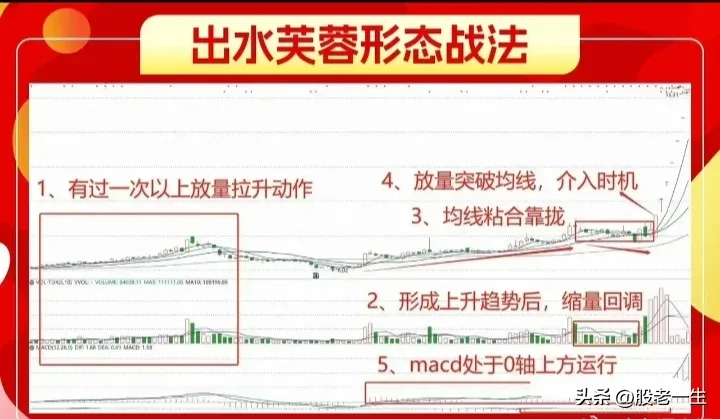 出水芙蓉形态技术要点