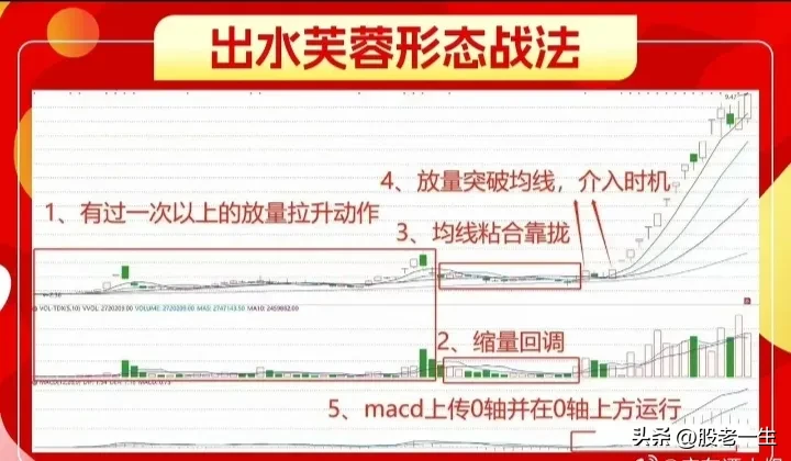 出水芙蓉形态技术要点