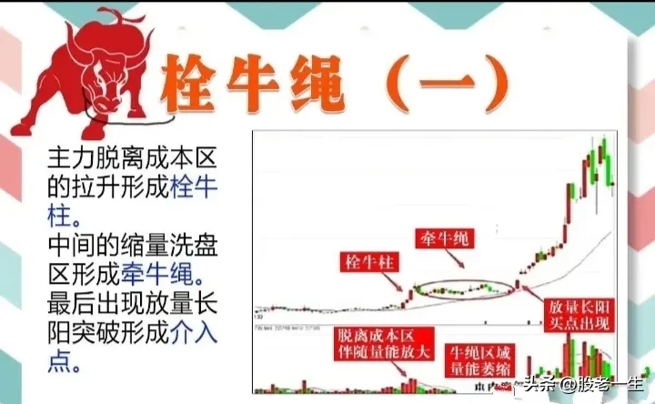 栓牛绳形态