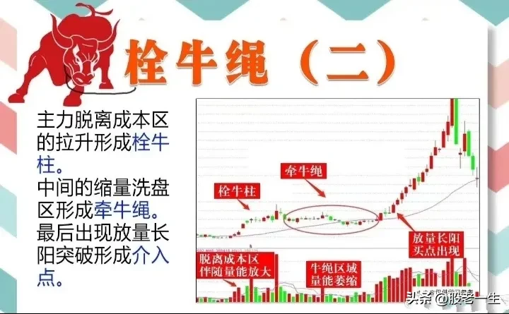 栓牛绳形态