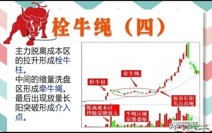 栓牛绳形态