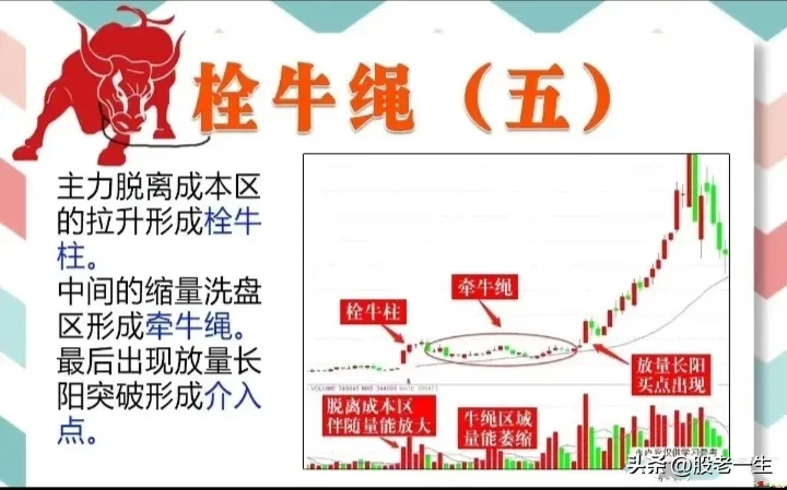 栓牛绳形态
