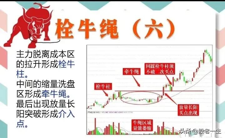 栓牛绳形态