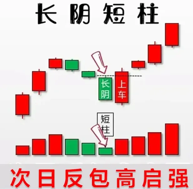 每日形态一学（长阴短柱）