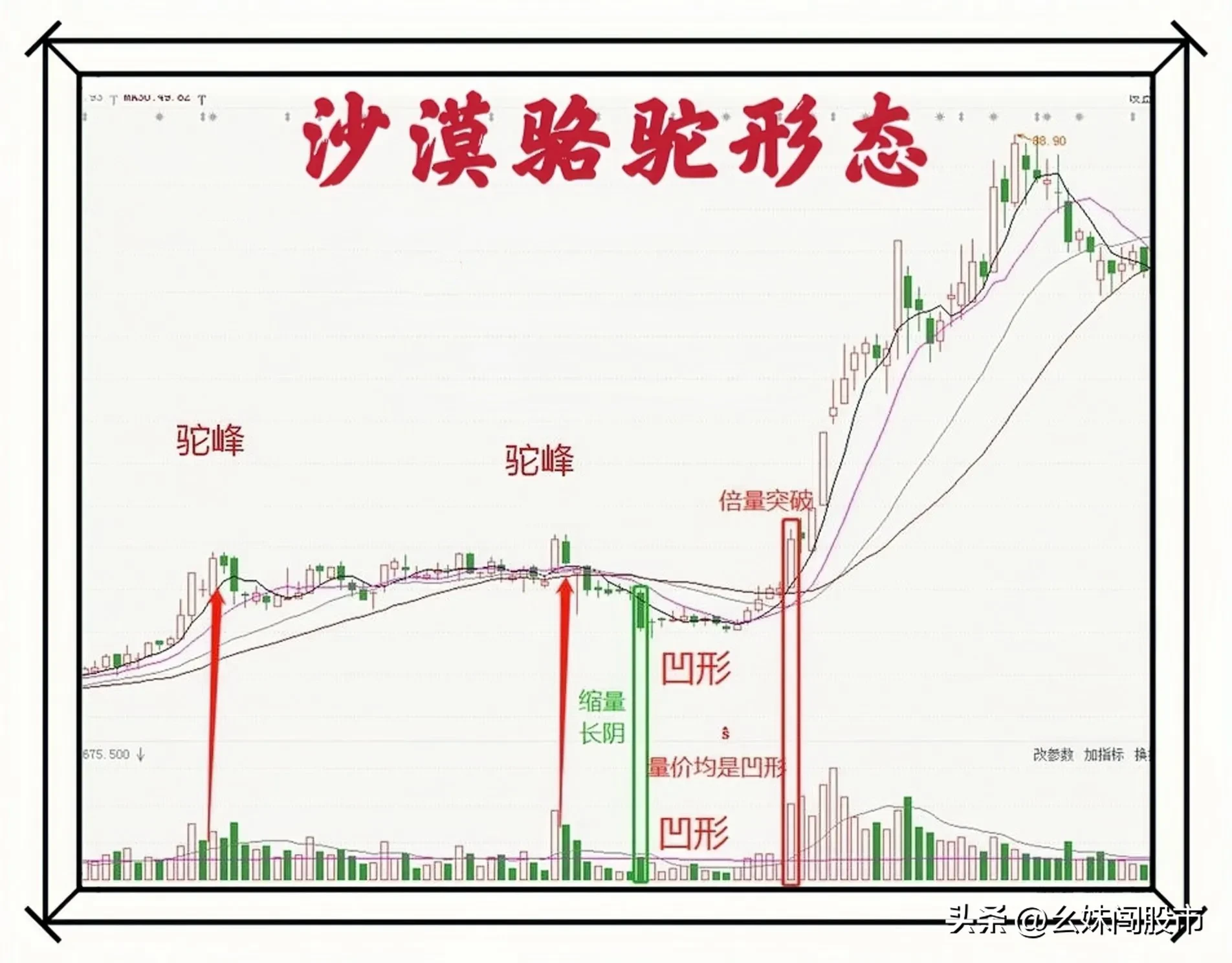 沙漠骆驼形态