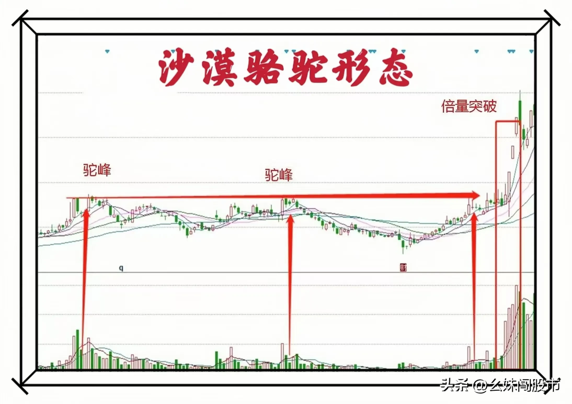 沙漠骆驼形态