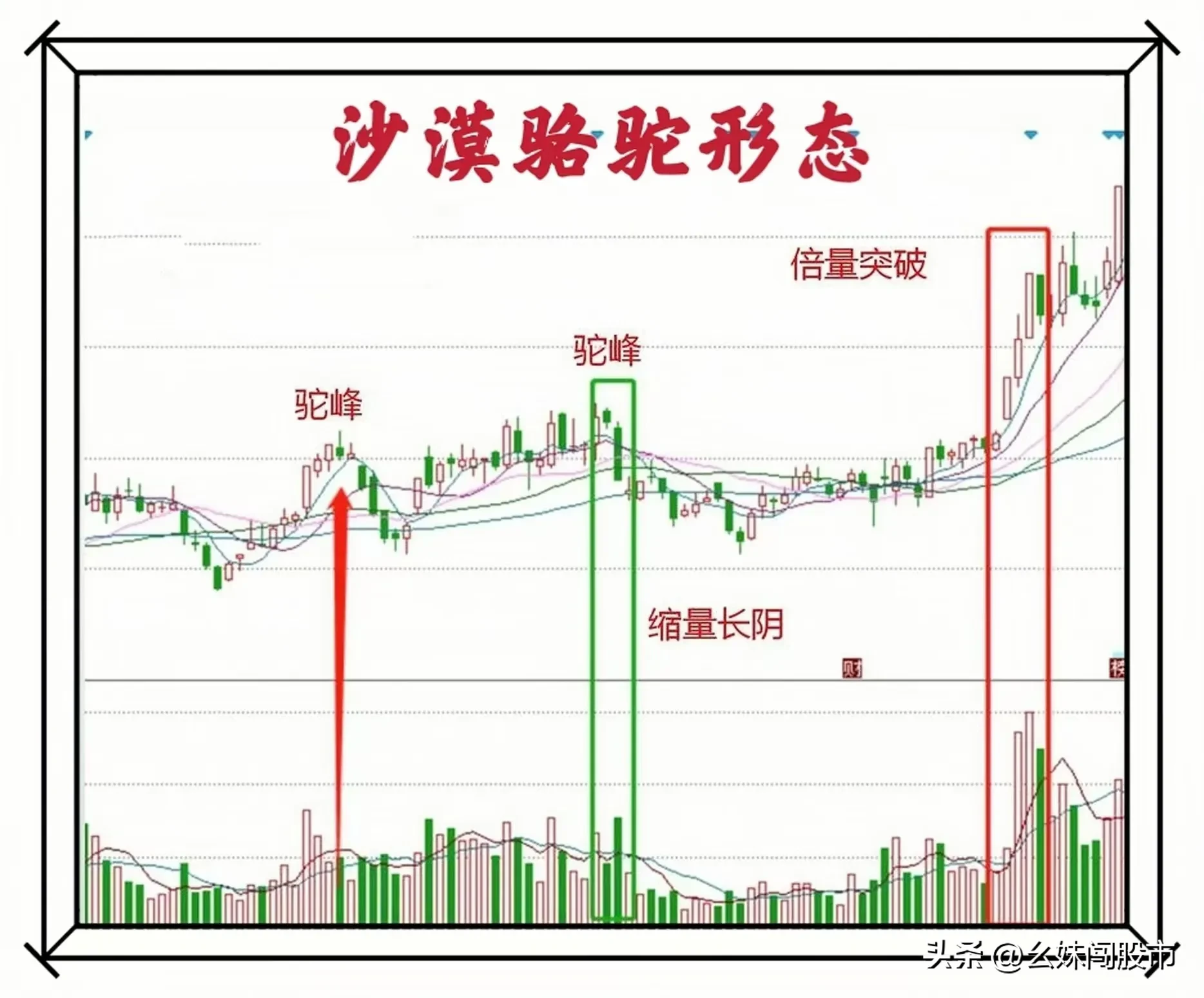 沙漠骆驼形态