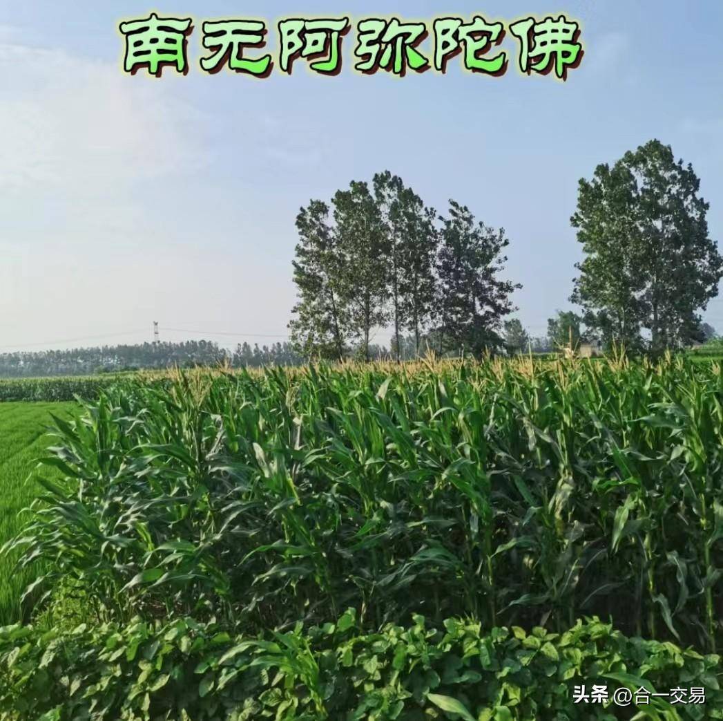 一个老交易员的洞察之十二知识不等于能力