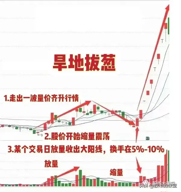 学会干货知识详细解析旱地拔葱形态的实战用法