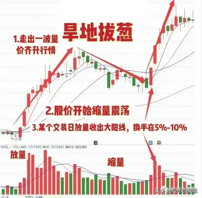 学会干货知识详细解析旱地拔葱形态的实战用法