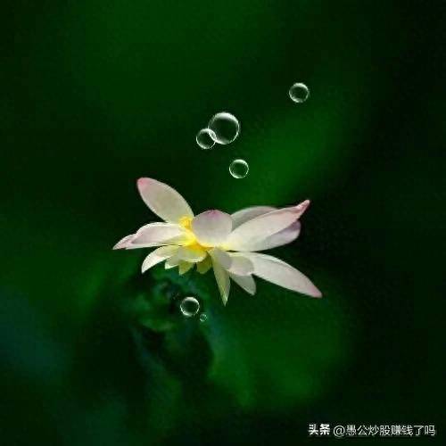 巴大胆的炒股赚钱之道