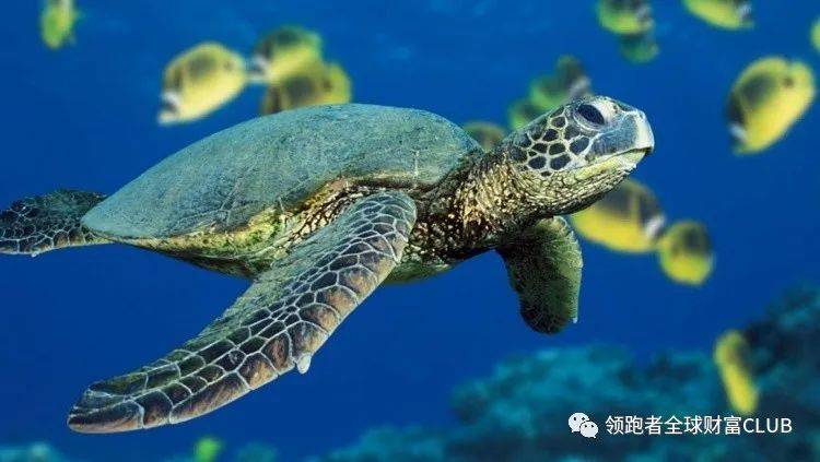 历史上最好的交易书海龟交易法则