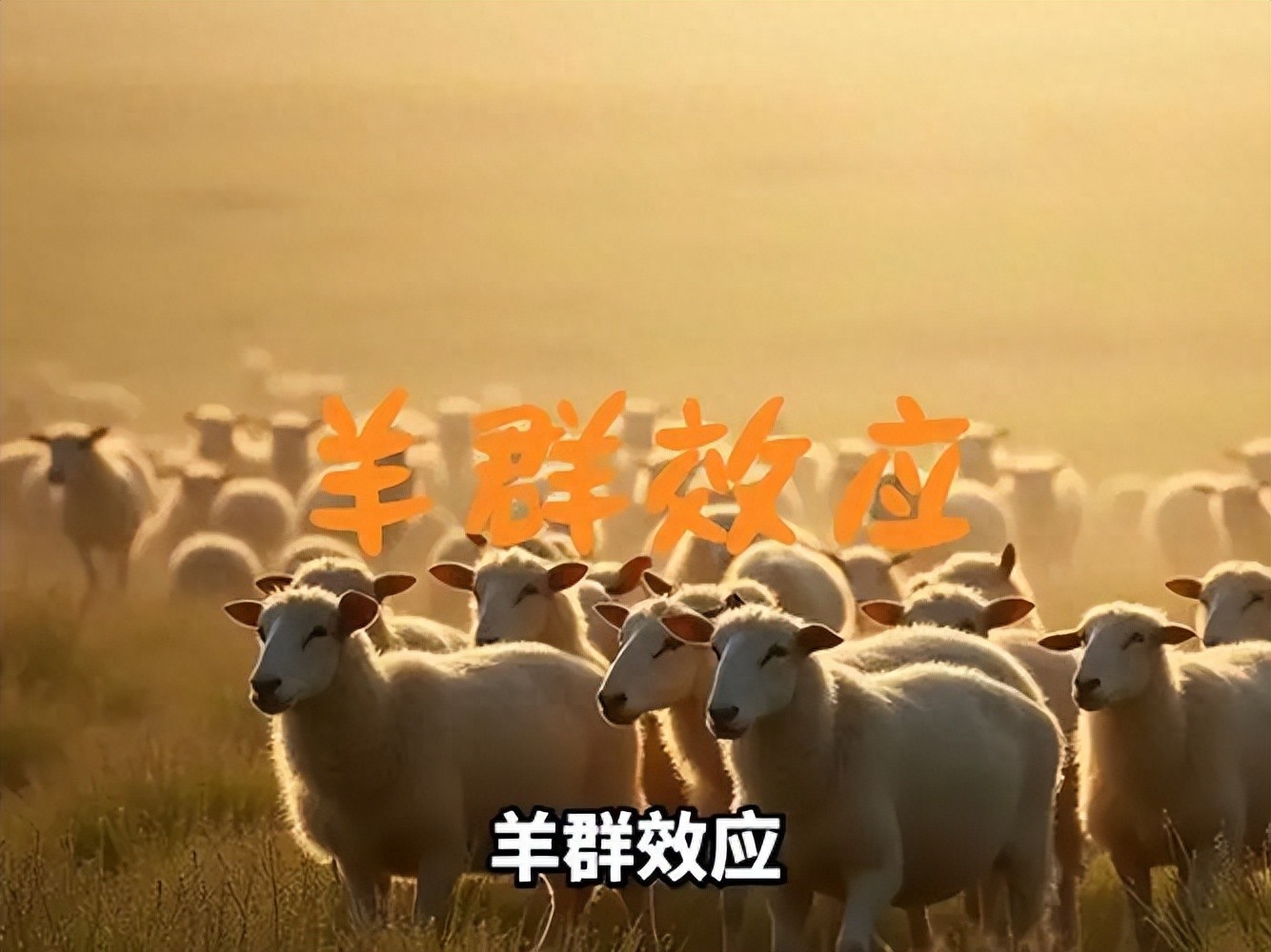 金融学里的羊群效应是什么意思？